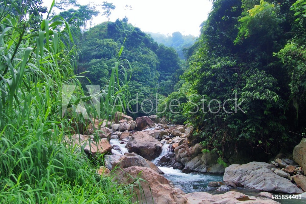Bild på Indonesia River Forest